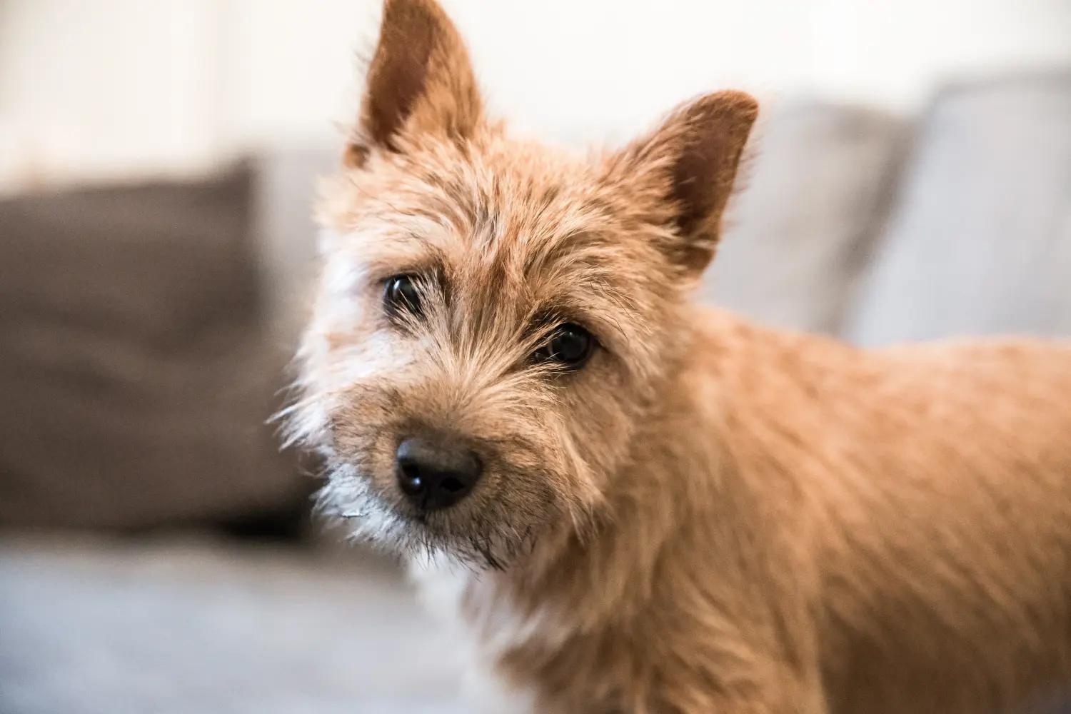 Norwich terrier kiskutya vásárlása felelősségvállalást jelent! Norwich terrier kiskutyák vásárlása.