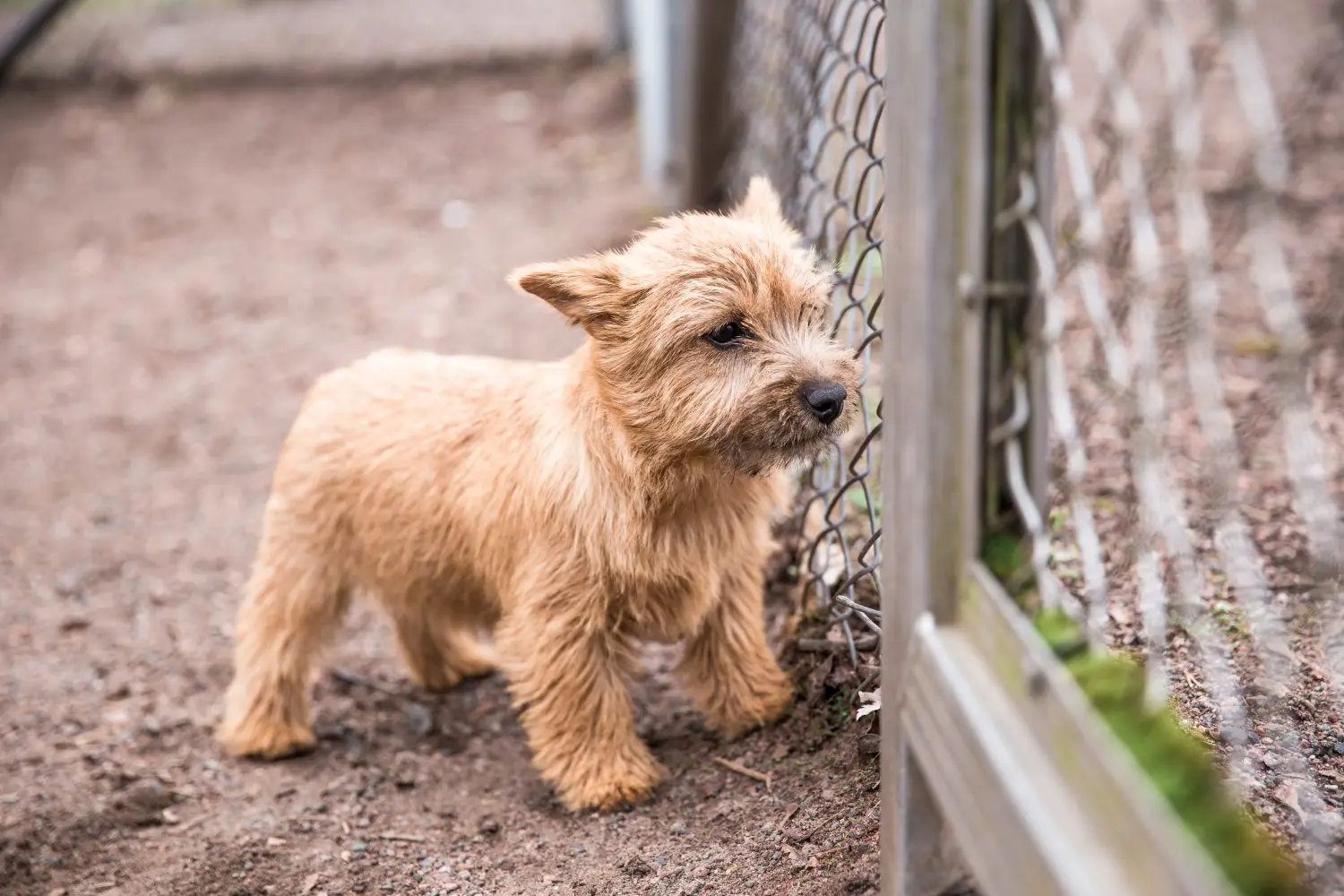 Norwich terrier kiskutya vásárlása felelősségvállalást jelent! Norwich terrier kiskutyák vásárlása.