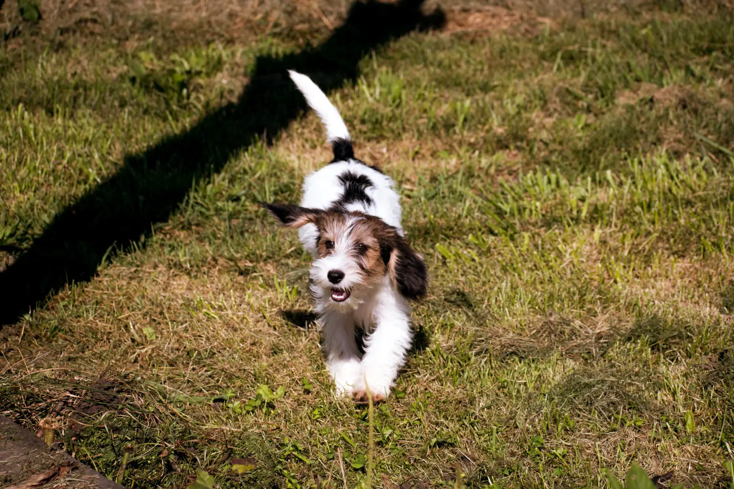 Egy Petit Basset Griffon Vendéen kiskutya megvásárlása felelősségvállalást jelent! Petit Basset Griffon Vendéen kiskutyák eladó.