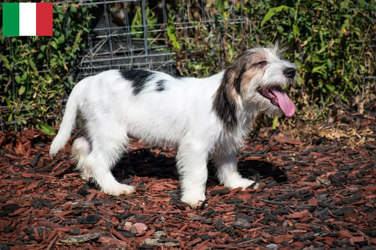 Petit Basset Griffon Vendéen kiskutyák és tenyésztők Olaszországban Keress Petit Basset Griffon Vendéens tenyésztőket Olaszországban.