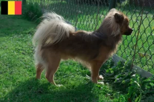 Read more about the article Pomchi tenyésztők és kiskutyák Belgiumban