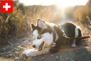 Read more about the article Pomsky tenyésztők és kölykök Svájcban
