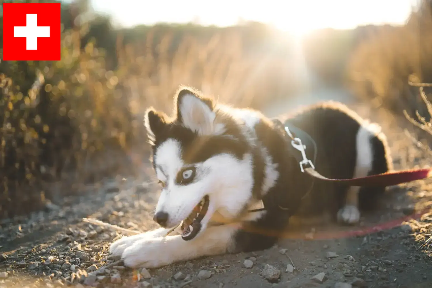 Read more about the article Pomsky tenyésztők és kölykök Svájcban