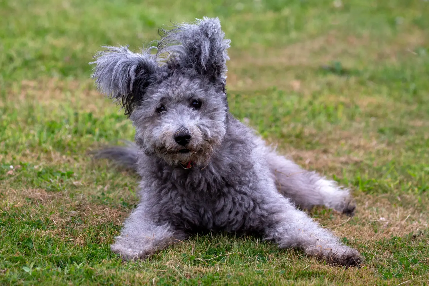 Pumi kölyökkutya vásárlása felelősségvállalást jelent! Pumi kiskutyák vásárlása.