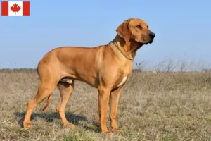 Read more about the article Rhodesian Ridgeback tenyésztők és kölykök Kanadában