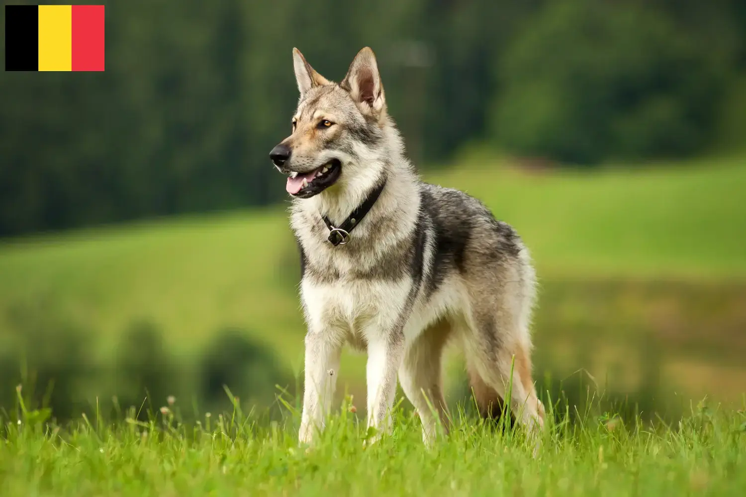 Saarloos Wolfdog kölyökkutyák és tenyésztők Belgium Saarloos Wolfdog tenyésztőket Belgiumban itt találsz.