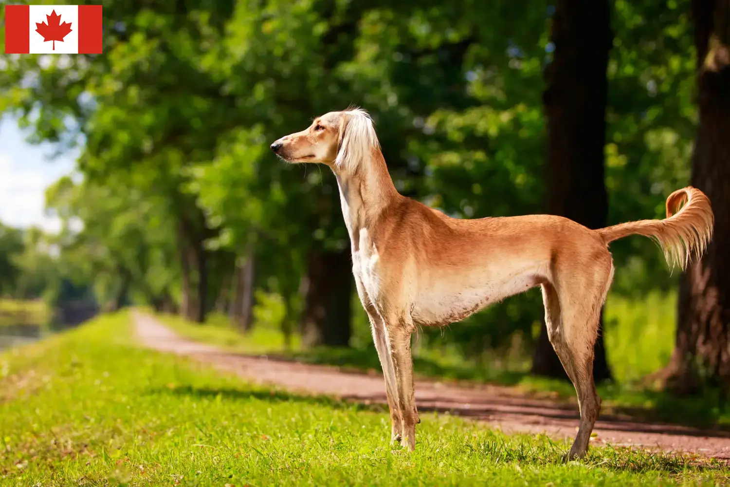 Saluki kölykök és tenyésztők Kanada Itt találsz szaluki tenyésztőket Kanadában.