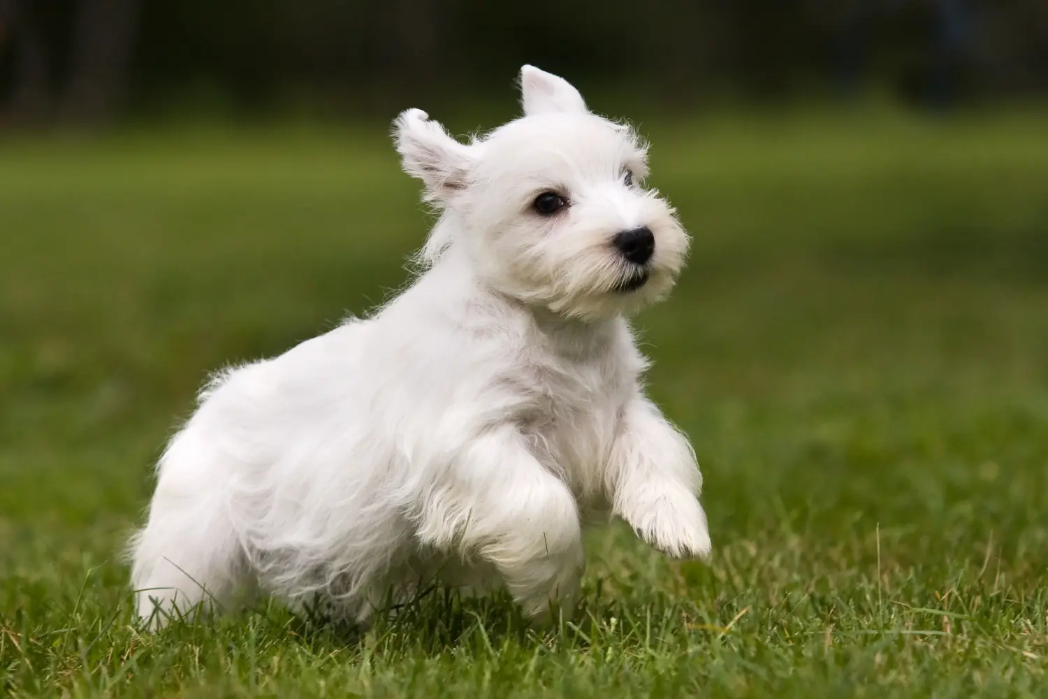Sealyham terrier kiskutya vásárlása felelősségvállalást jelent! Vásároljon Sealyham Terrier kölyökkutyákat.
