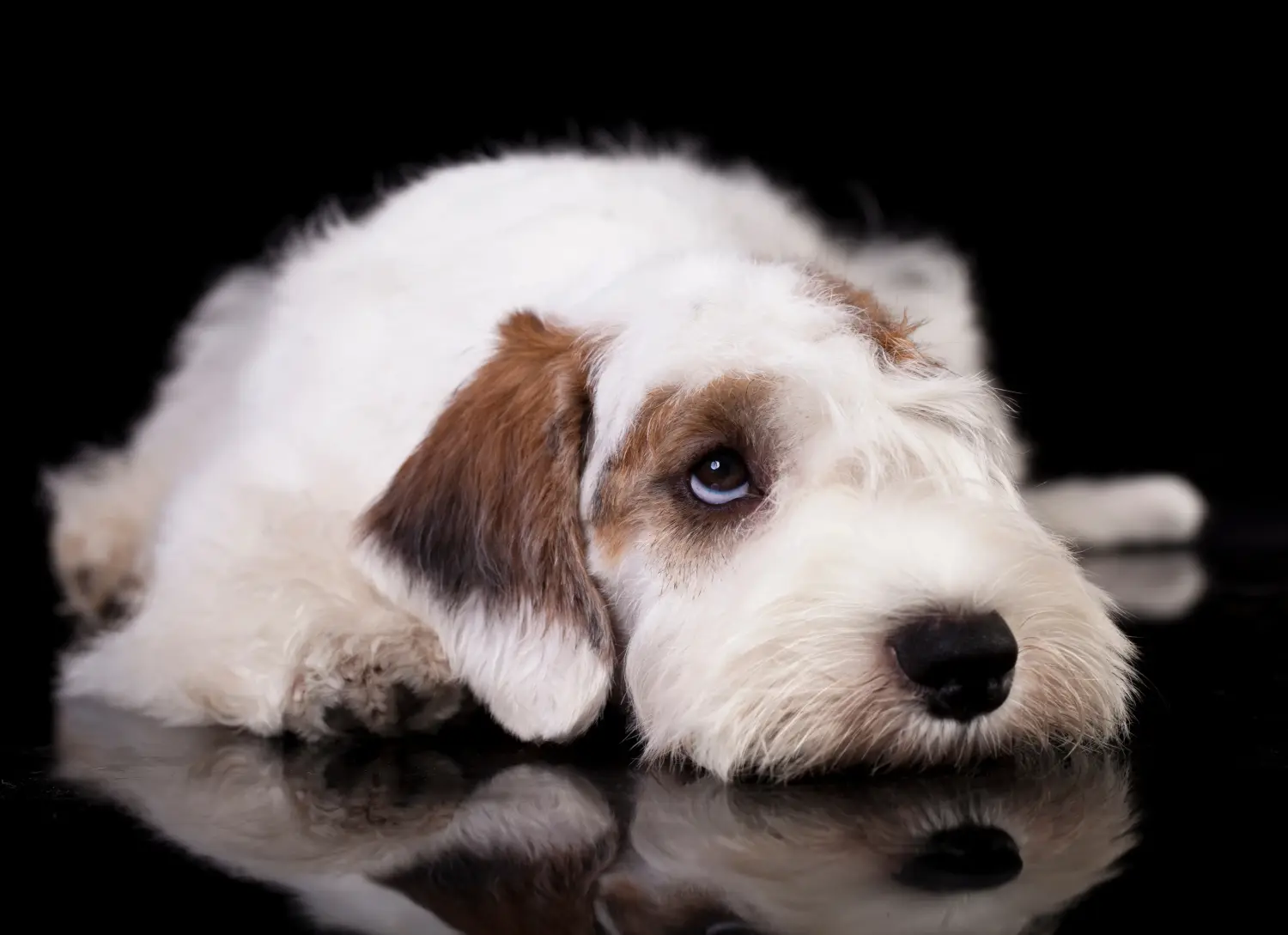 Sealyham terrier kiskutya vásárlása felelősségvállalást jelent! Vásároljon Sealyham Terrier kölyökkutyákat.