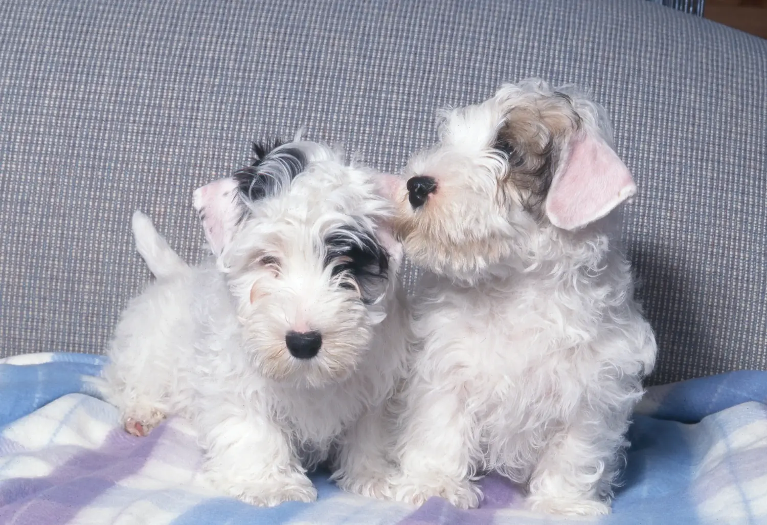 Sealyham terrier kiskutya vásárlása felelősségvállalást jelent! Vásároljon Sealyham Terrier kölyökkutyákat.