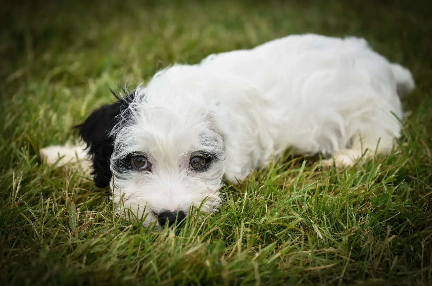 Sealyham terrier kiskutya vásárlása felelősségvállalást jelent! Vásároljon Sealyham Terrier kölyökkutyákat.