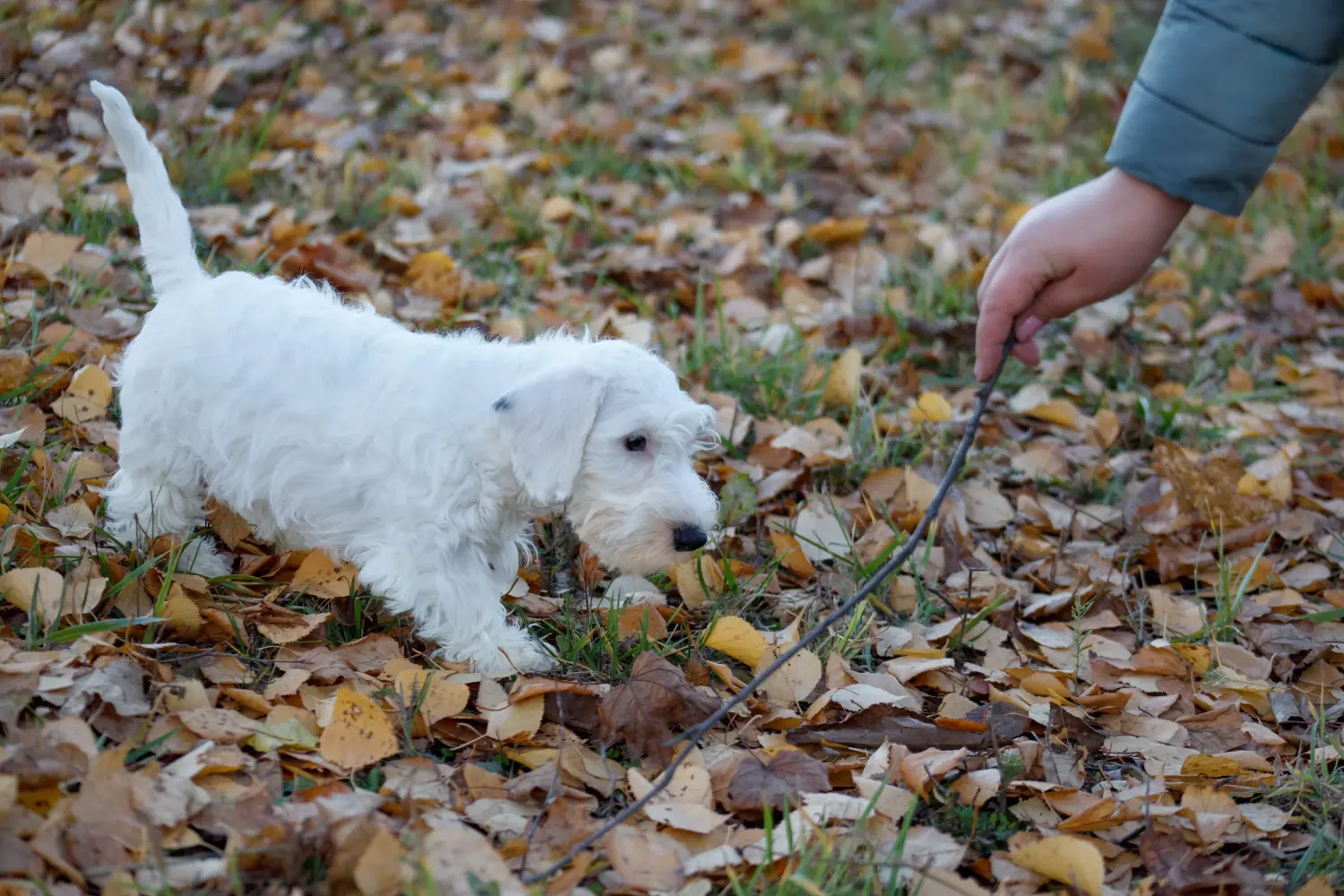 Sealyham terrier kiskutya vásárlása felelősségvállalást jelent! Vásároljon Sealyham Terrier kölyökkutyákat.