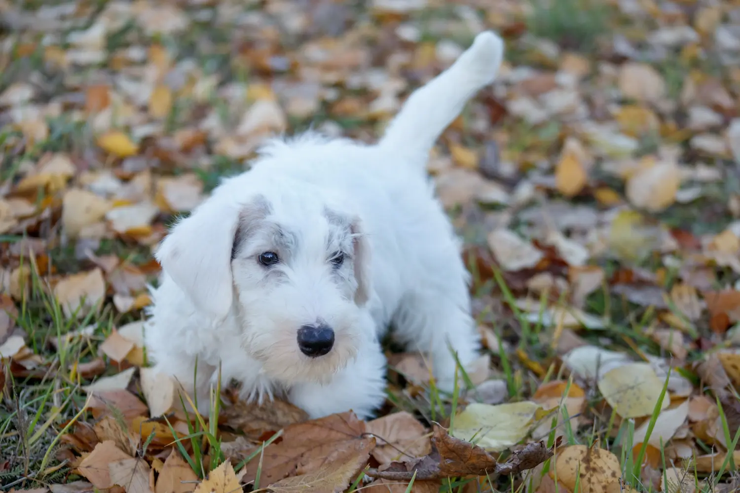 Sealyham terrier kiskutya vásárlása felelősségvállalást jelent! Vásároljon Sealyham Terrier kölyökkutyákat.