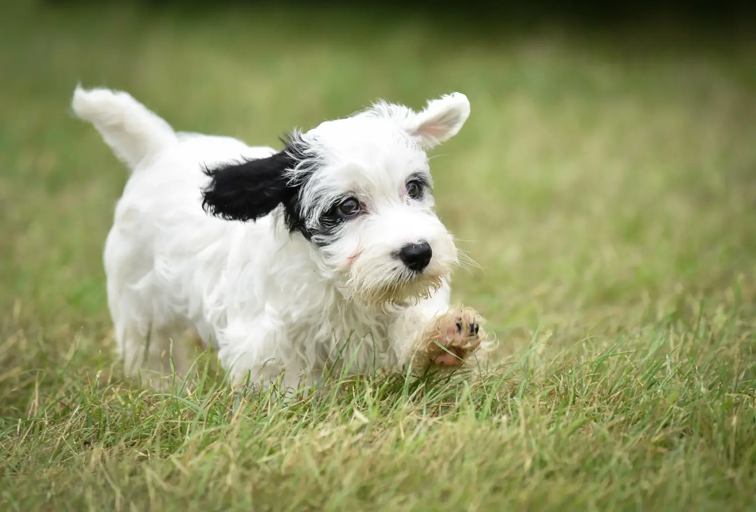 Sealyham terrier kiskutya vásárlása felelősségvállalást jelent! Vásároljon Sealyham Terrier kölyökkutyákat.