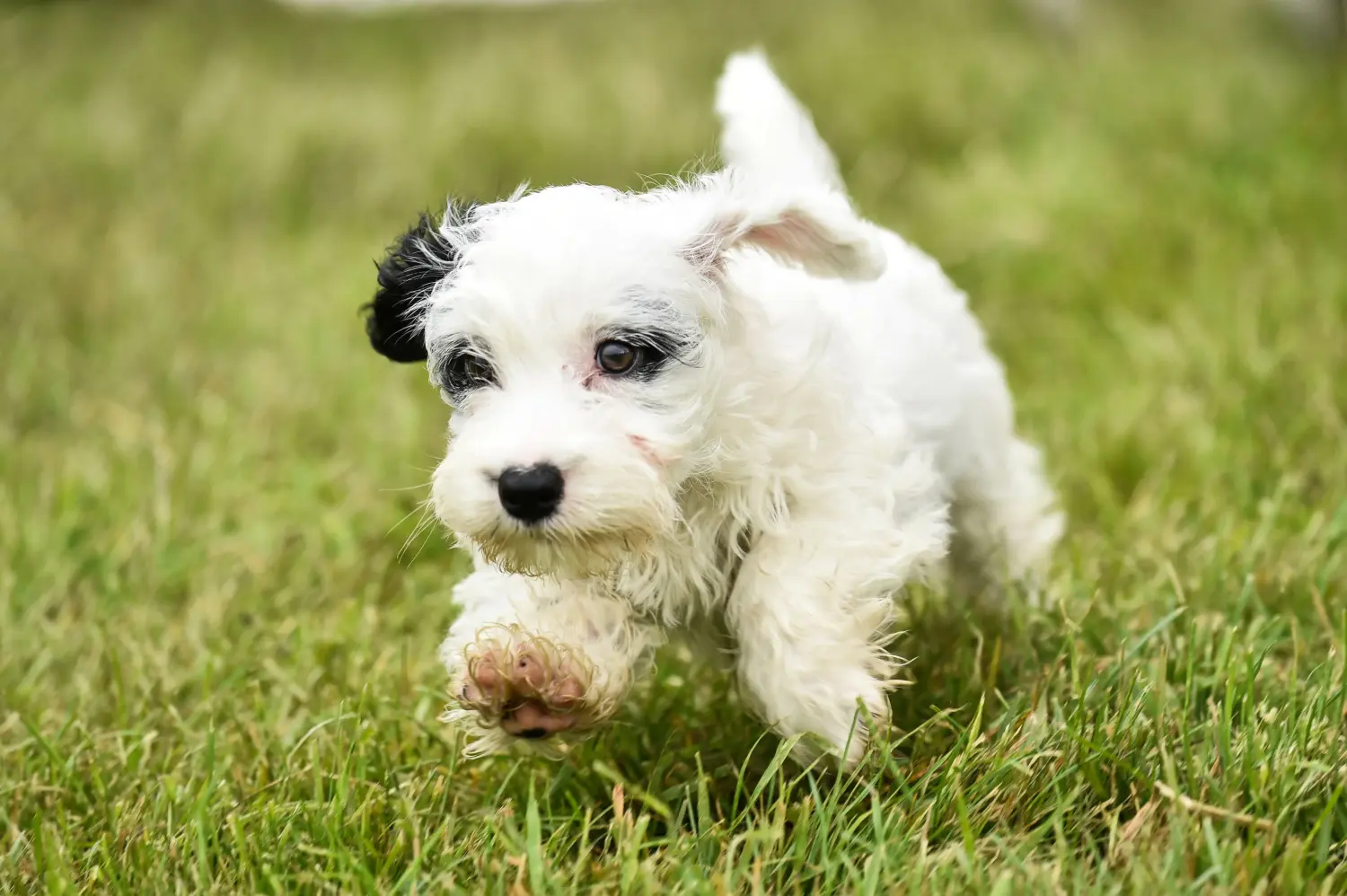 Sealyham terrier kiskutya vásárlása felelősségvállalást jelent! Vásároljon Sealyham Terrier kölyökkutyákat.
