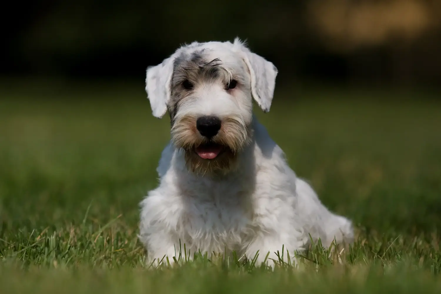 Sealyham terrier kiskutya vásárlása felelősségvállalást jelent! Vásároljon Sealyham Terrier kölyökkutyákat.