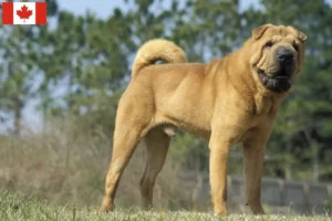Read more about the article Shar-Pei tenyésztők és kölykök Kanadában