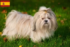 Read more about the article Shih Tzu tenyésztők és kiskutyák Spanyolországban