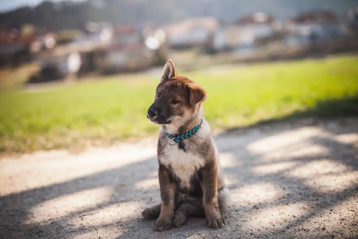 Egy shikoku kiskutya megvásárlása felelősségvállalást jelent! Shikoku kiskutyák vásárlása.