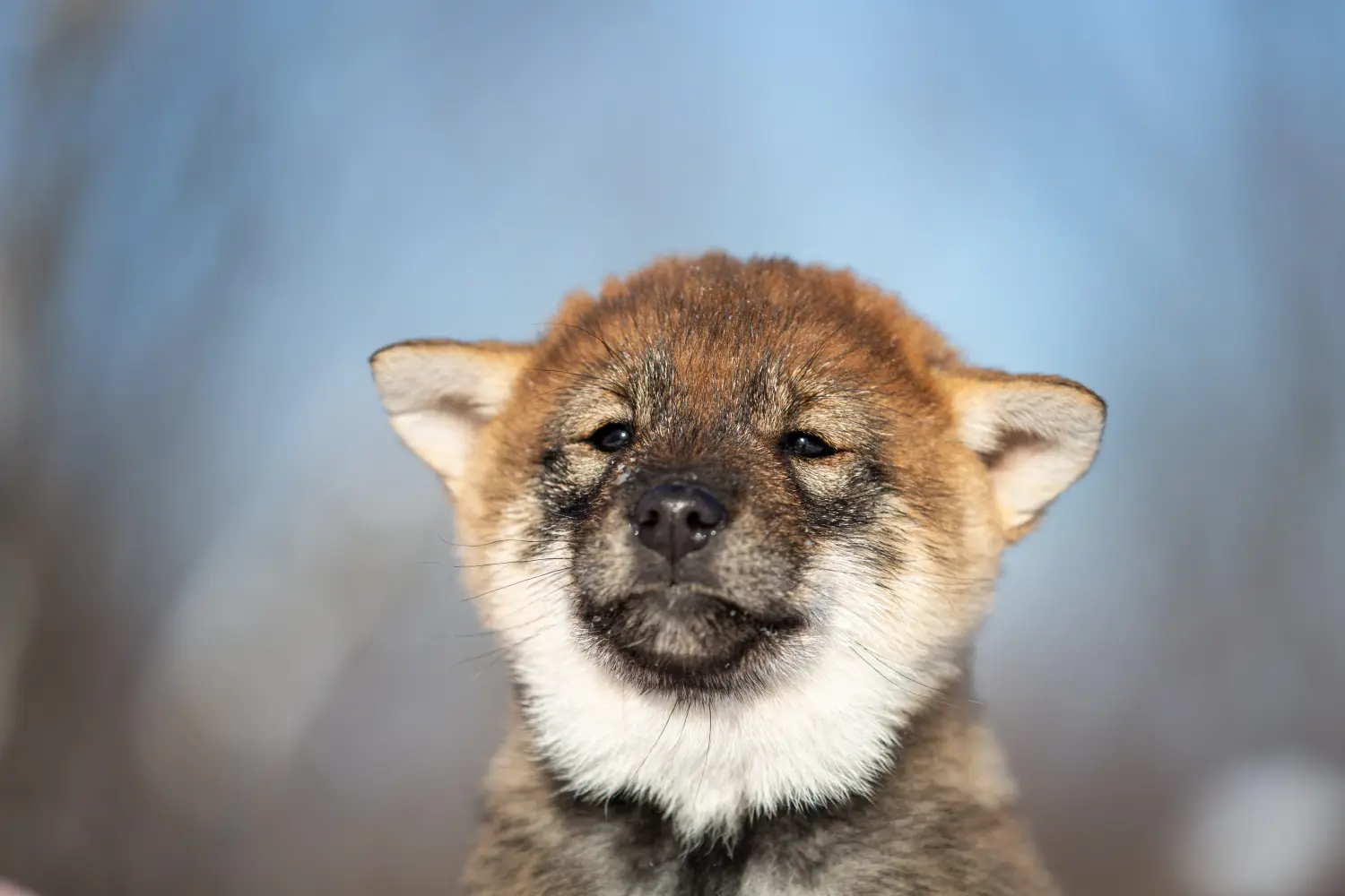 Egy shikoku kiskutya megvásárlása felelősségvállalást jelent! Shikoku kiskutyák vásárlása.