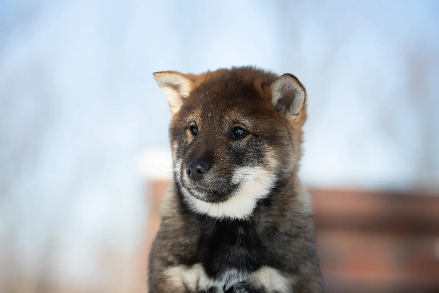 Egy shikoku kiskutya megvásárlása felelősségvállalást jelent! Shikoku kiskutyák vásárlása.