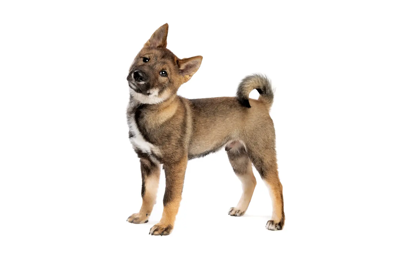 Egy shikoku kiskutya megvásárlása felelősségvállalást jelent! Shikoku kiskutyák vásárlása.