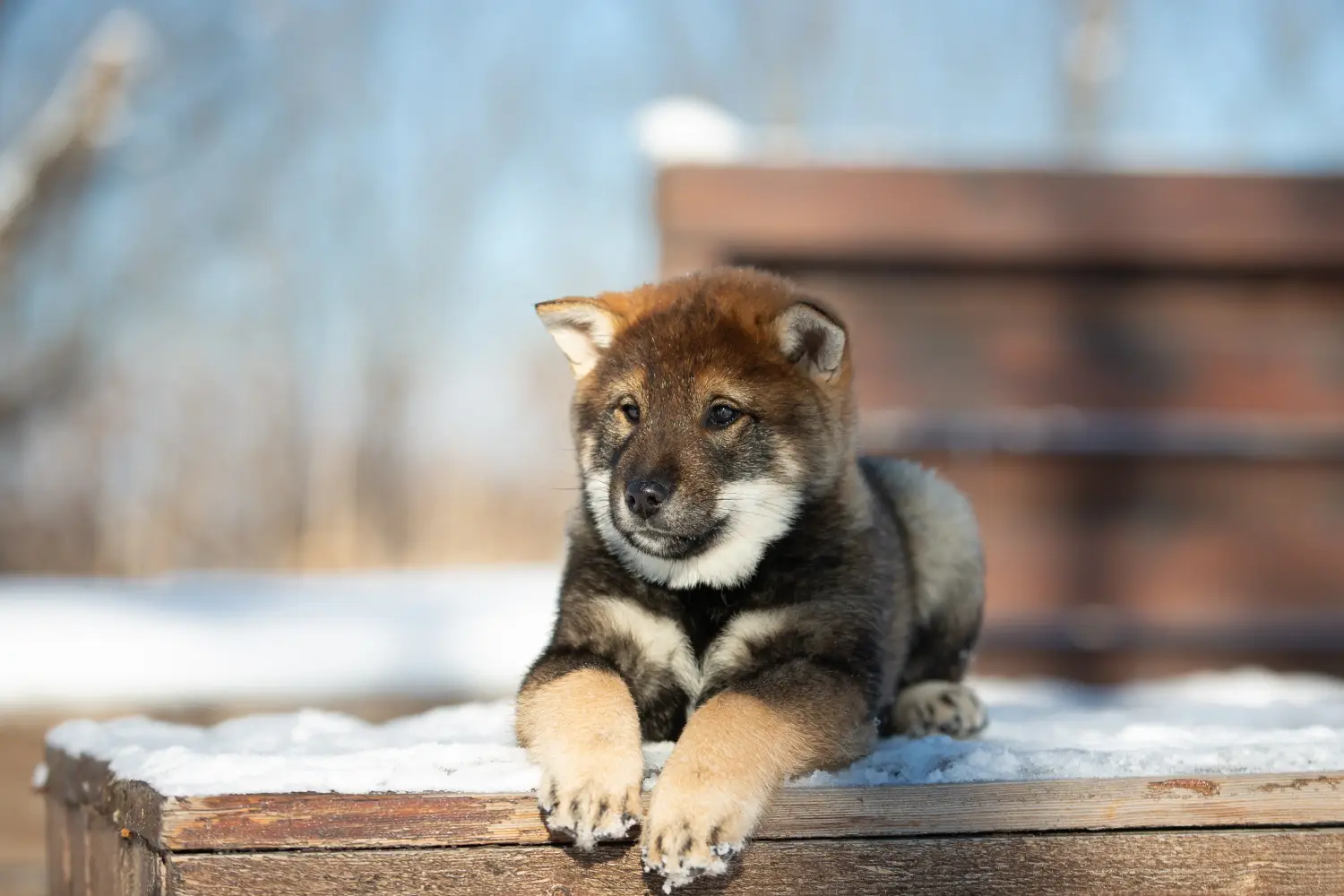 Egy shikoku kiskutya megvásárlása felelősségvállalást jelent! Shikoku kiskutyák vásárlása.