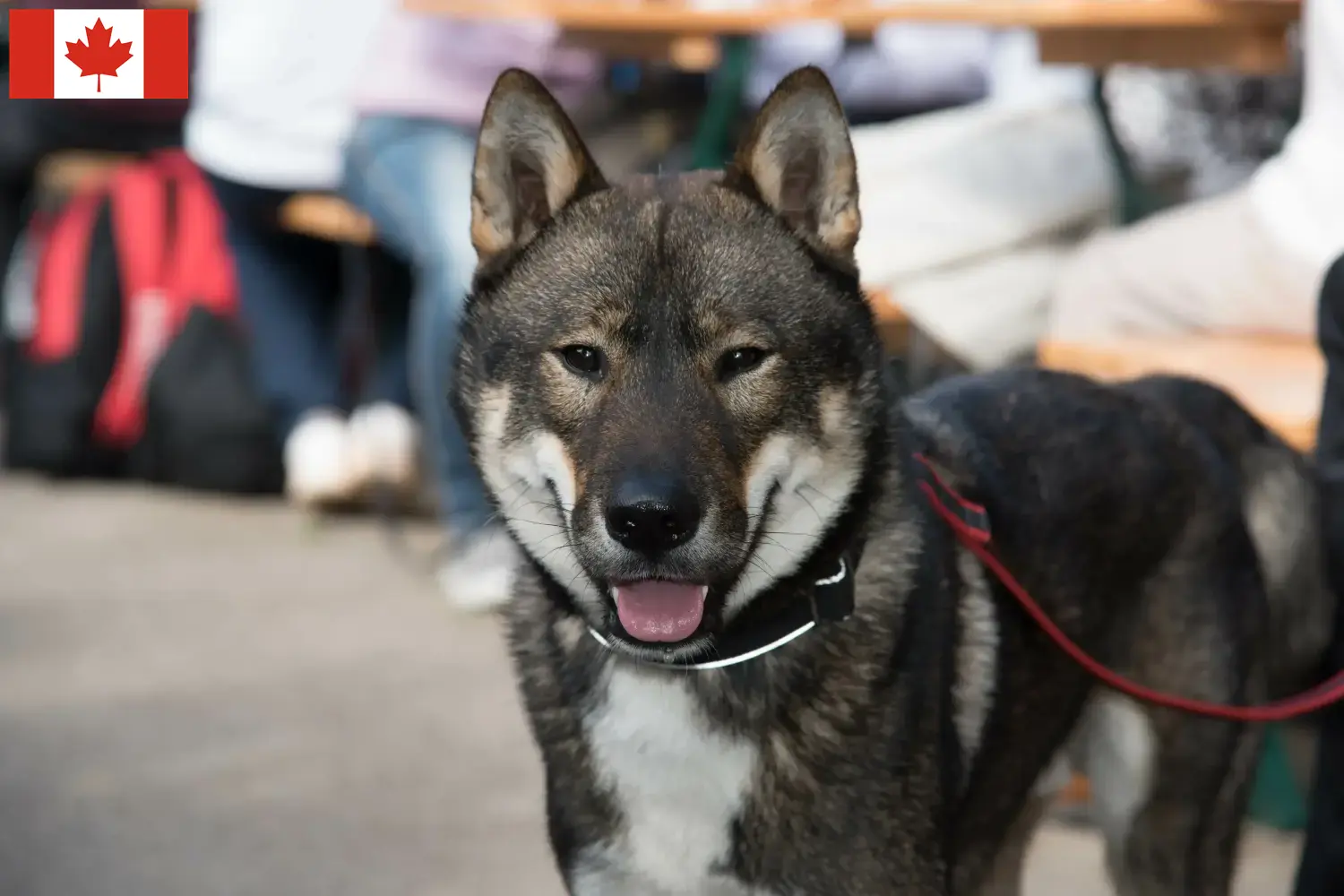 Read more about the article Shikoku tenyésztők és kiskutyák Kanadában