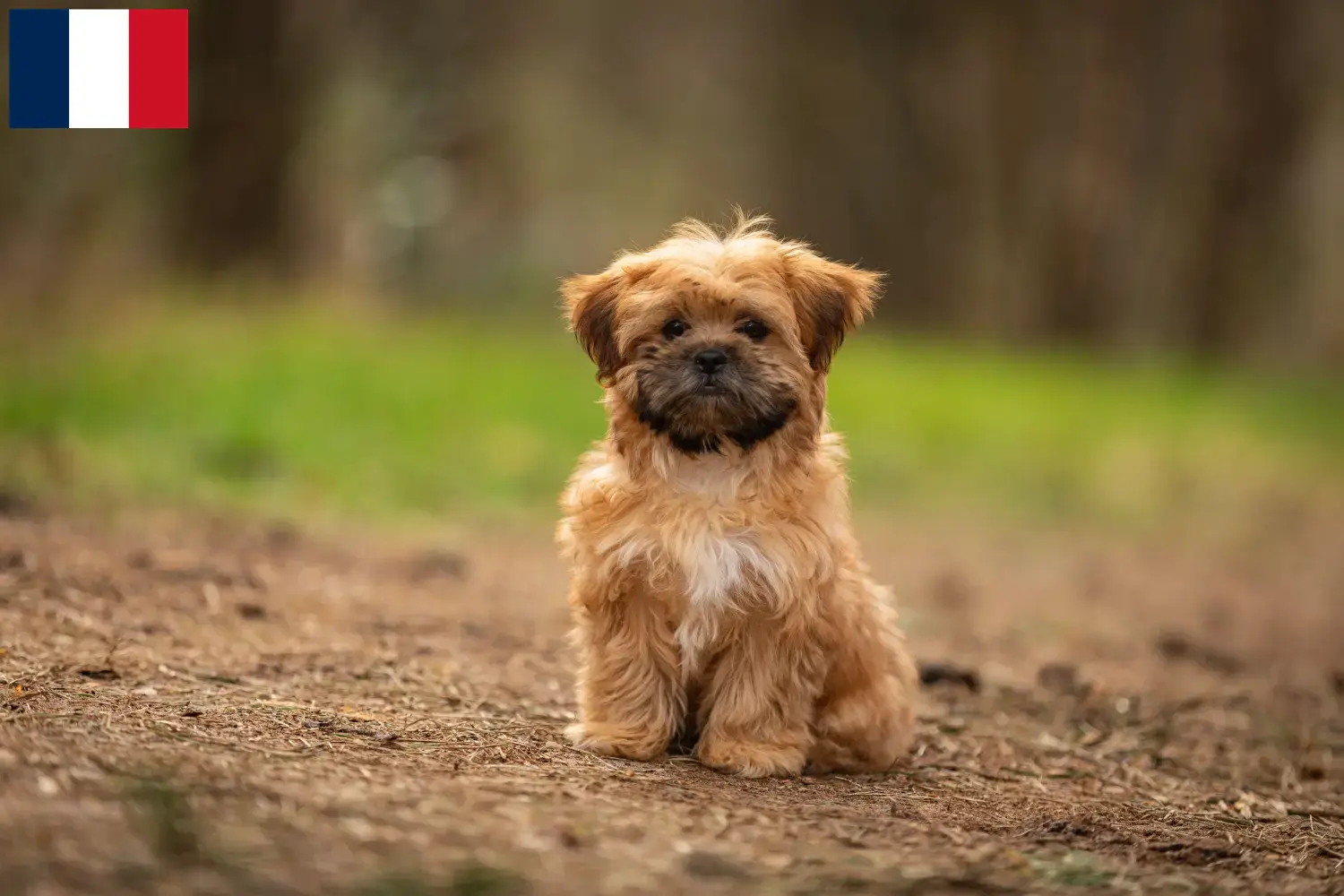Shorkie kiskutyák és tenyésztők Franciaország Itt találhat Shorkies tenyésztőket Franciaországban.