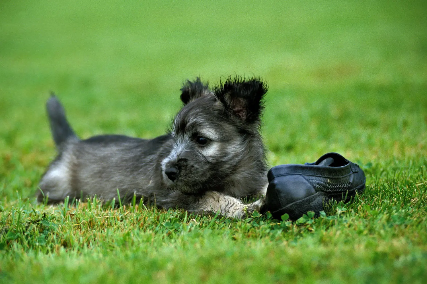 Skye terrier kölyökkutya vásárlása felelősségvállalást jelent! Skye Terrier kiskutyák vásárlása.