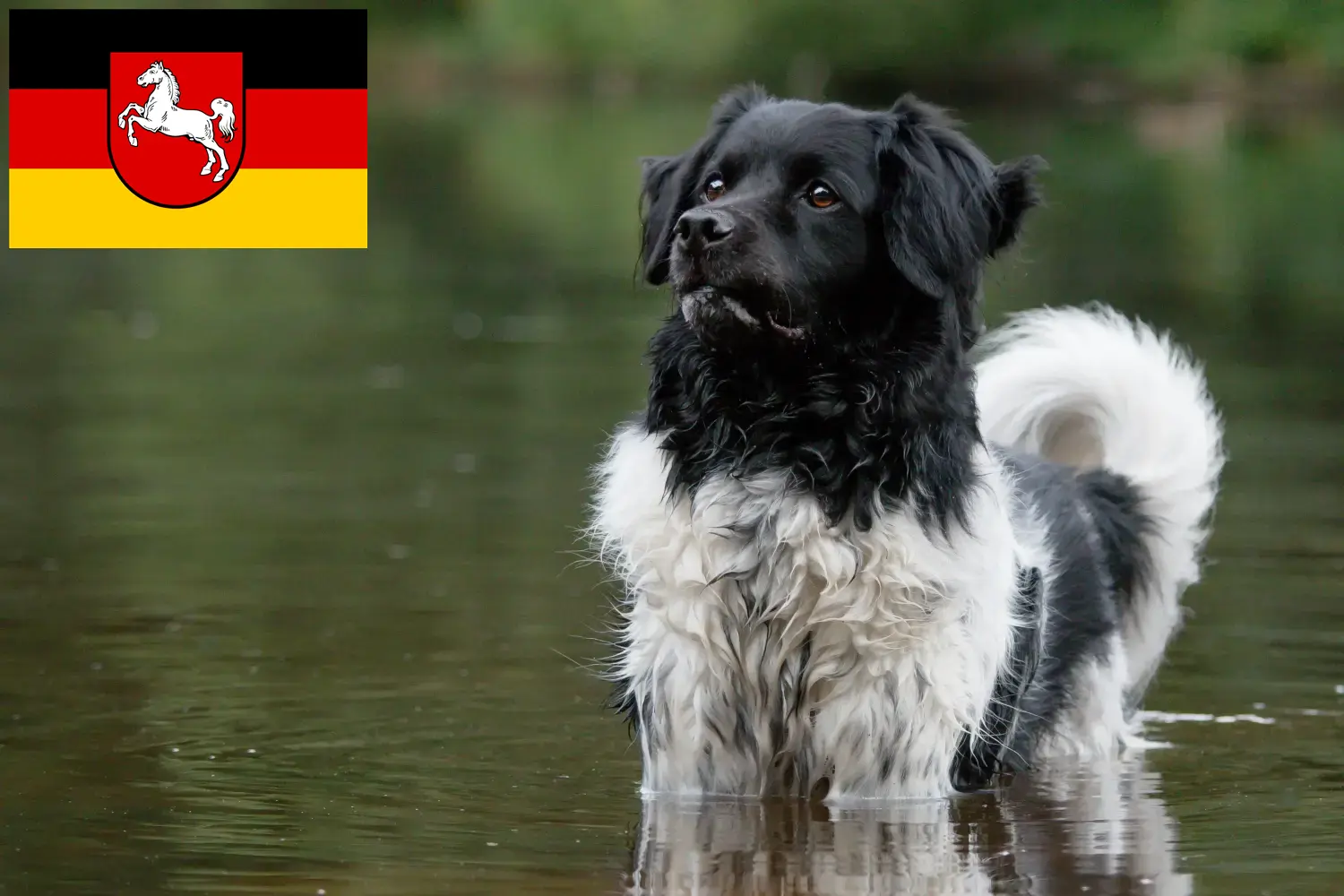 Read more about the article Stabij tenyésztők és kiskutyák Alsó-Szászországban