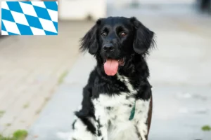 Read more about the article Stabij tenyésztők és kölykök Bajorországban