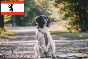Read more about the article Stabij tenyésztők és kölykök Berlinben