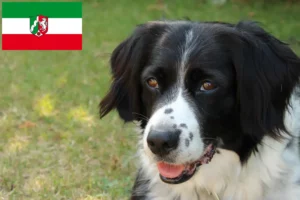 Read more about the article Stabij tenyésztők és kölyökkutyák Észak-Rajna-Vesztfáliában