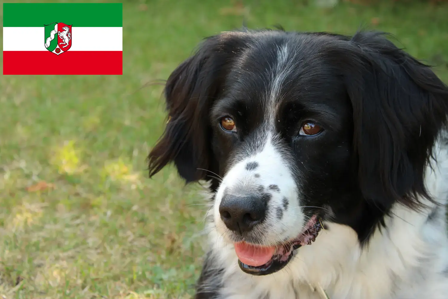 Stabij kiskutyák és tenyésztők Észak-Rajna-Vesztfália Itt találja a Stabijs tenyésztőket Észak-Rajna-Vesztfália területén.