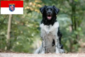 Read more about the article Stabij tenyésztők és kölykök Hessenben
