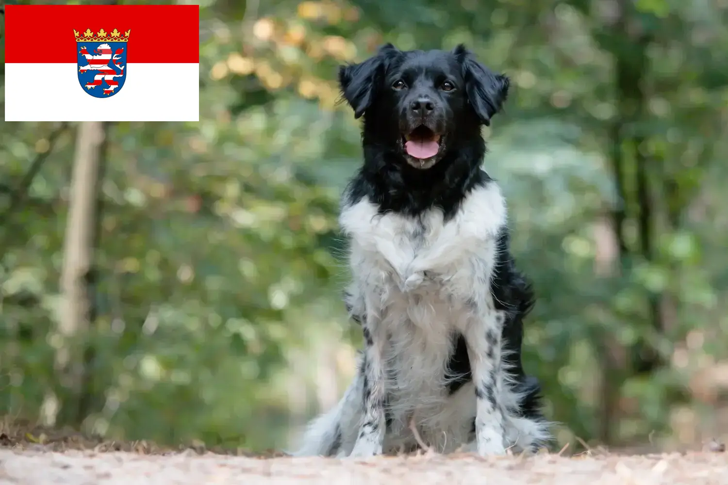 Read more about the article Stabij tenyésztők és kölykök Hessenben