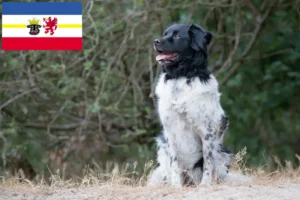 Read more about the article Stabij tenyésztők és kiskutyák Mecklenburg-Elő-Pomeránia tartományban