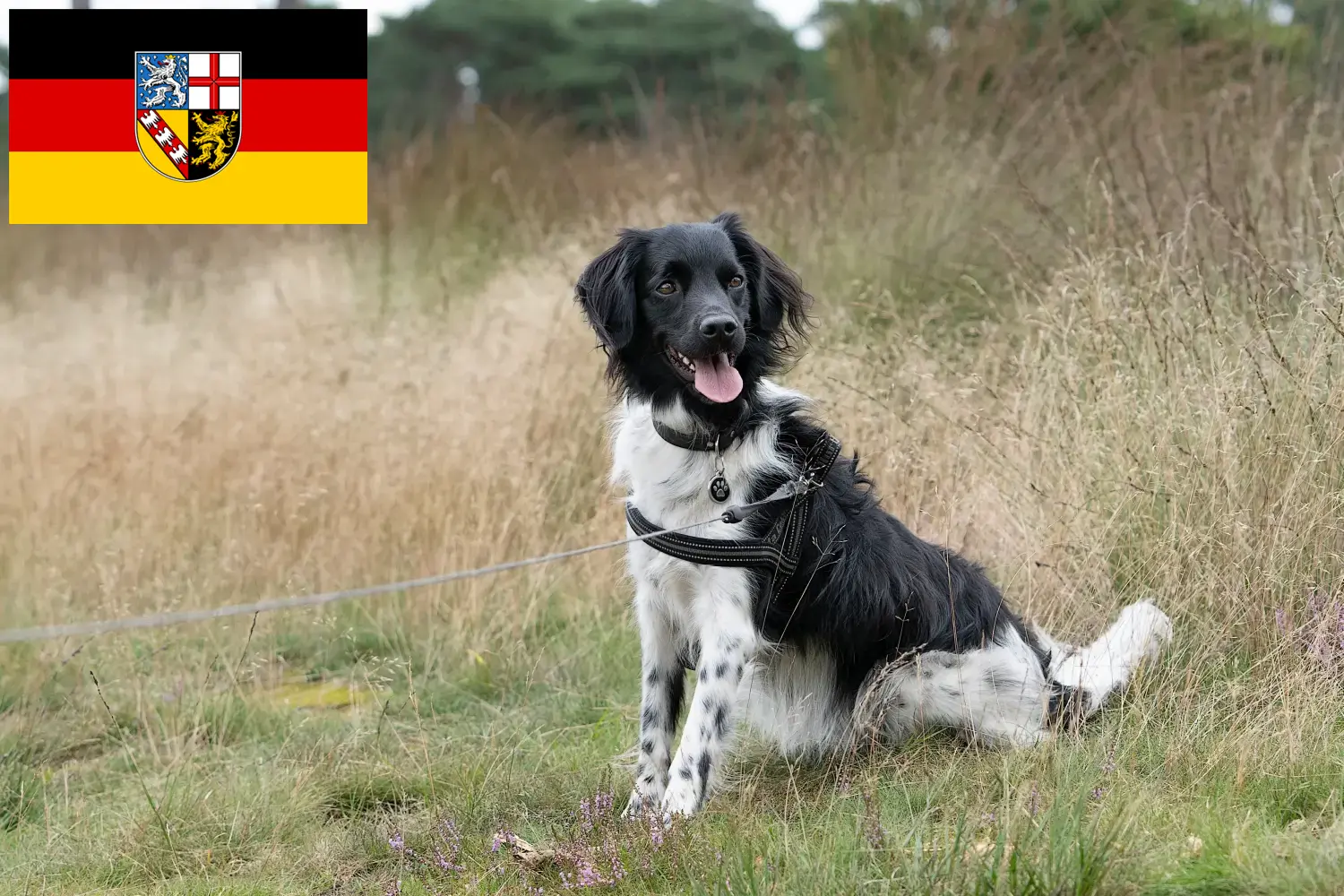 Read more about the article Stabij tenyésztők és kölykök Saarlandban