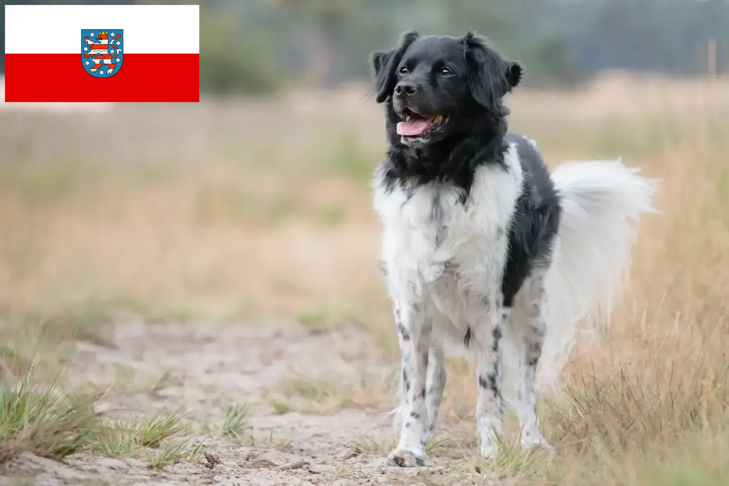 Read more about the article Stabij tenyésztők és kiskutyák Türingiában