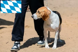Read more about the article Svájci Németalföldi kutyatenyésztő és kölykök Bajorországban