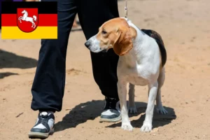 Read more about the article Svájci Németalföldi kutyatenyésztő és kölykök Alsó-Szászországban