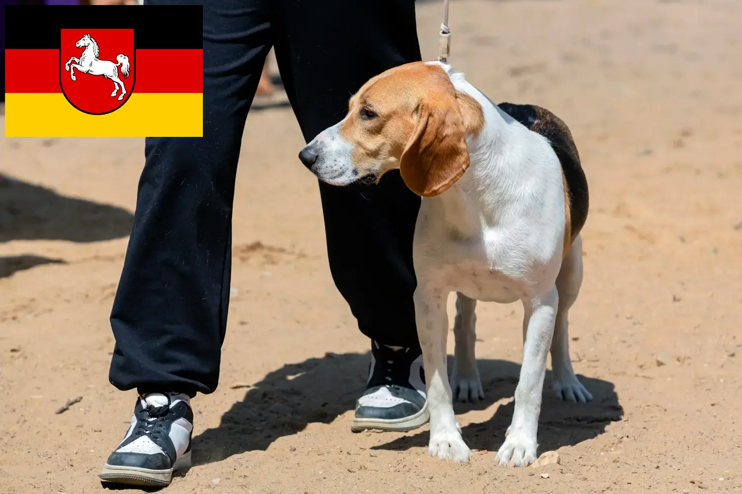 Read more about the article Svájci Németalföldi kutyatenyésztő és kölykök Alsó-Szászországban