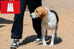 Read more about the article Svájci Németalföldi kutyatenyésztő és kölykök Hamburgban