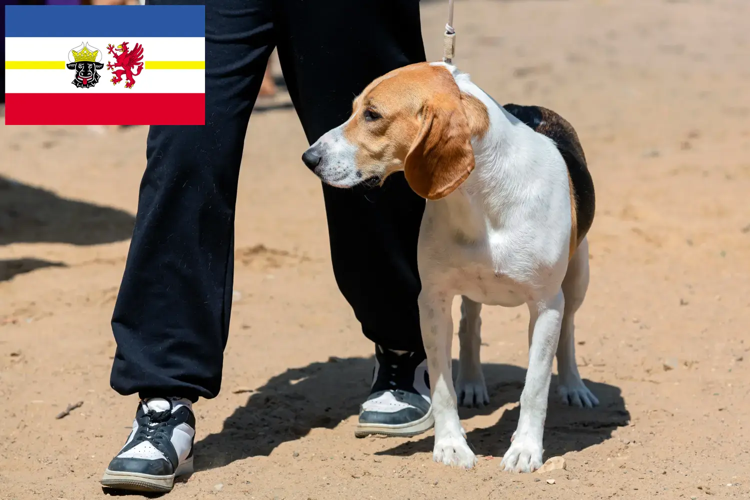 Read more about the article Svájci Németalföldi kutyatenyésztő és kölykök Mecklenburg-Vorpommernben