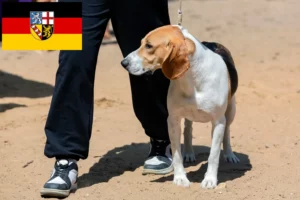 Read more about the article Svájci Németalföldi kutya tenyésztő és kölykök Saarlandban