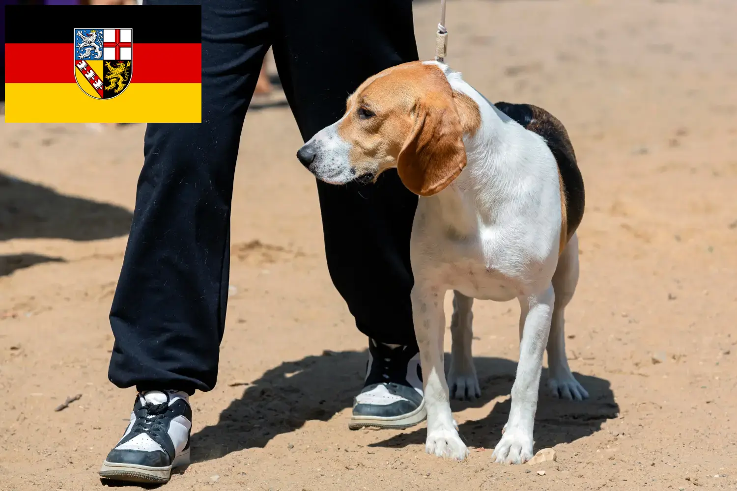 Read more about the article Svájci Németalföldi kutya tenyésztő és kölykök Saarlandban