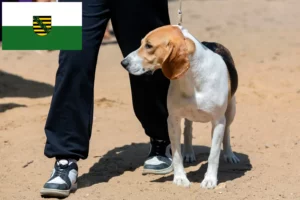Read more about the article Svájci Németalföldi kutyatenyésztő és kölykök Szászországban