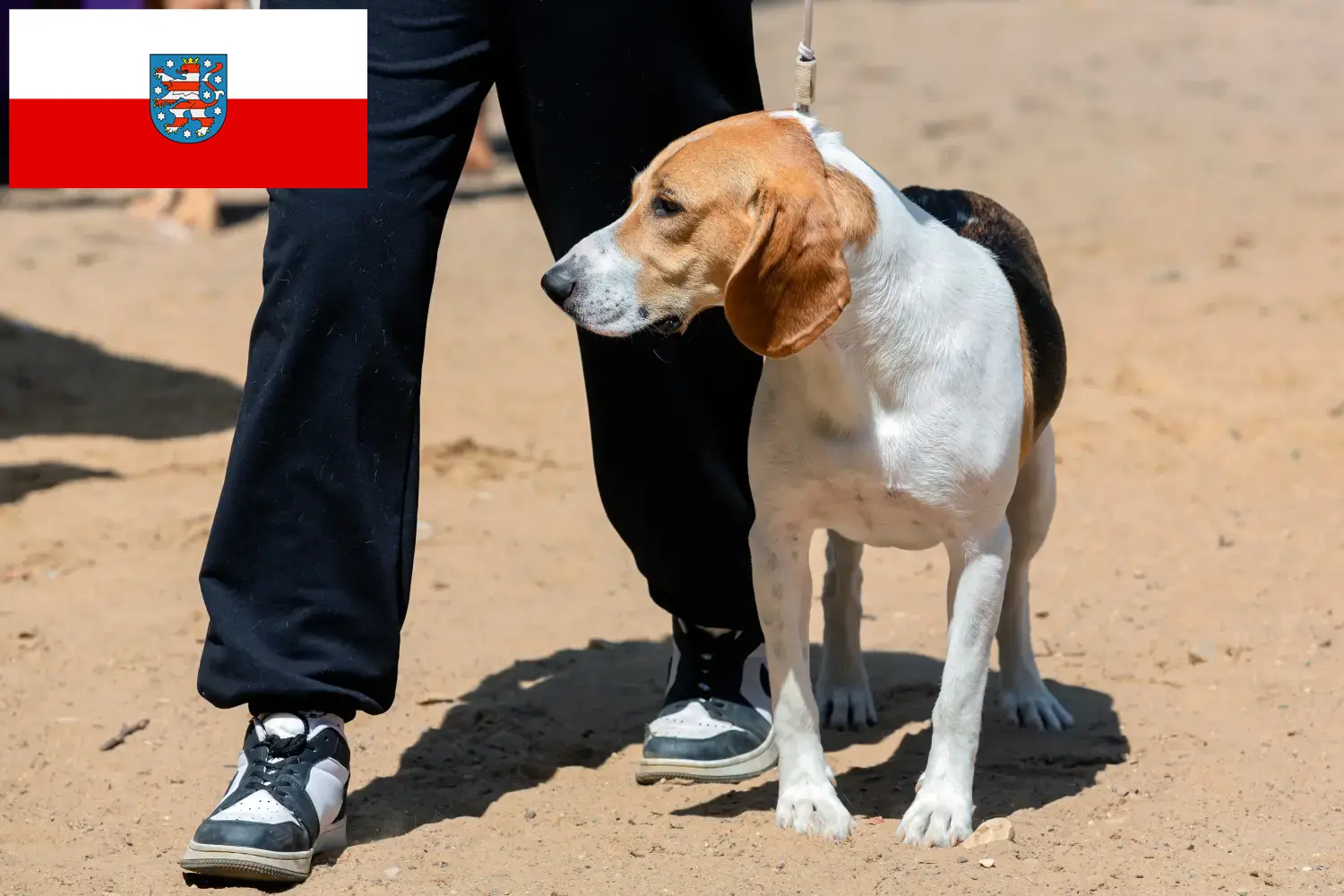 Read more about the article Svájci Németalföldi kutyatenyésztő és kölykök Türingiában