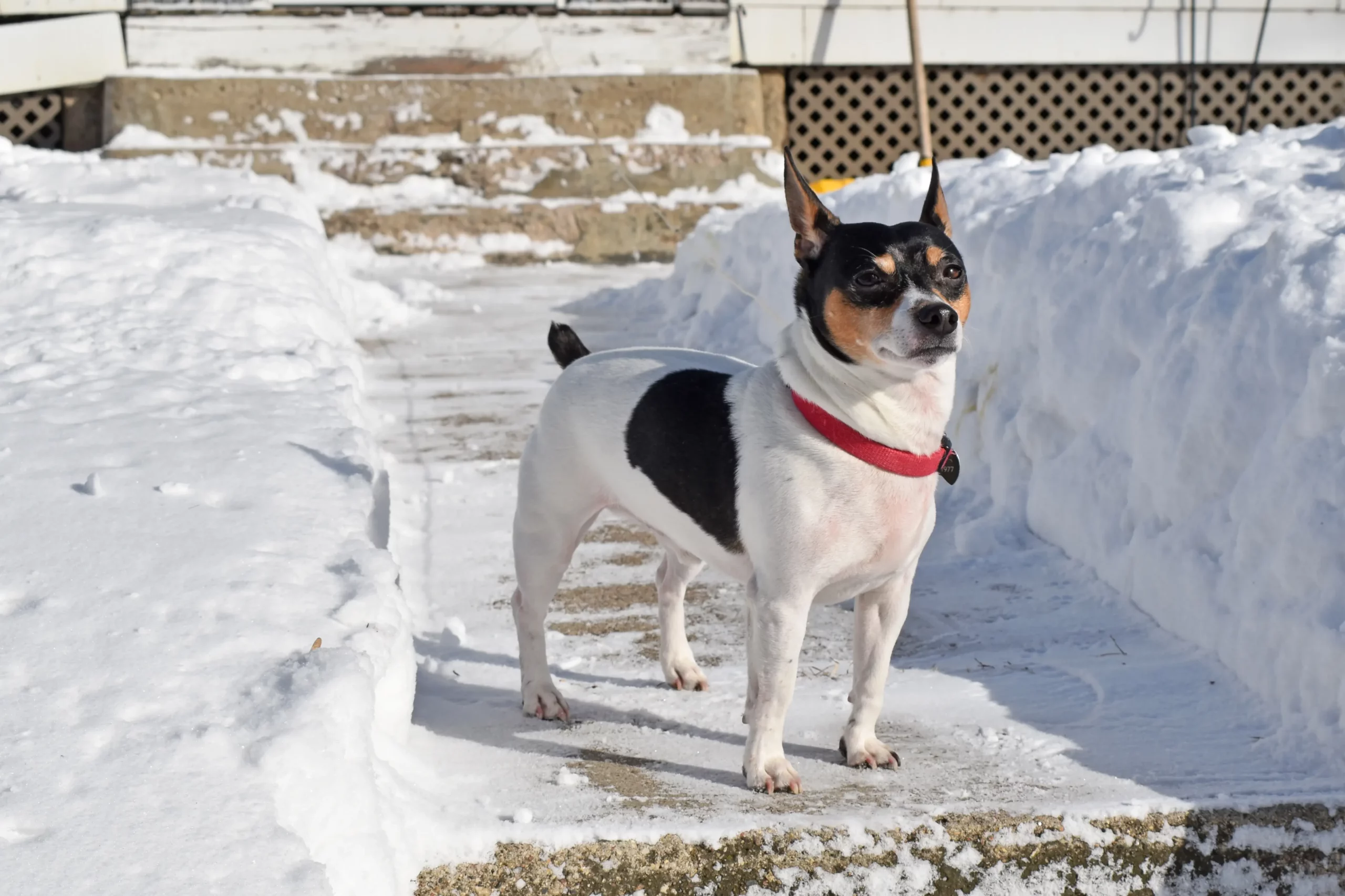 Read more about the article Teddy Roosevelt Terrier tenyésztő